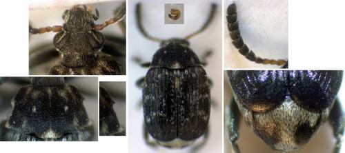 Réf. 298 189 : Bruchus sp.